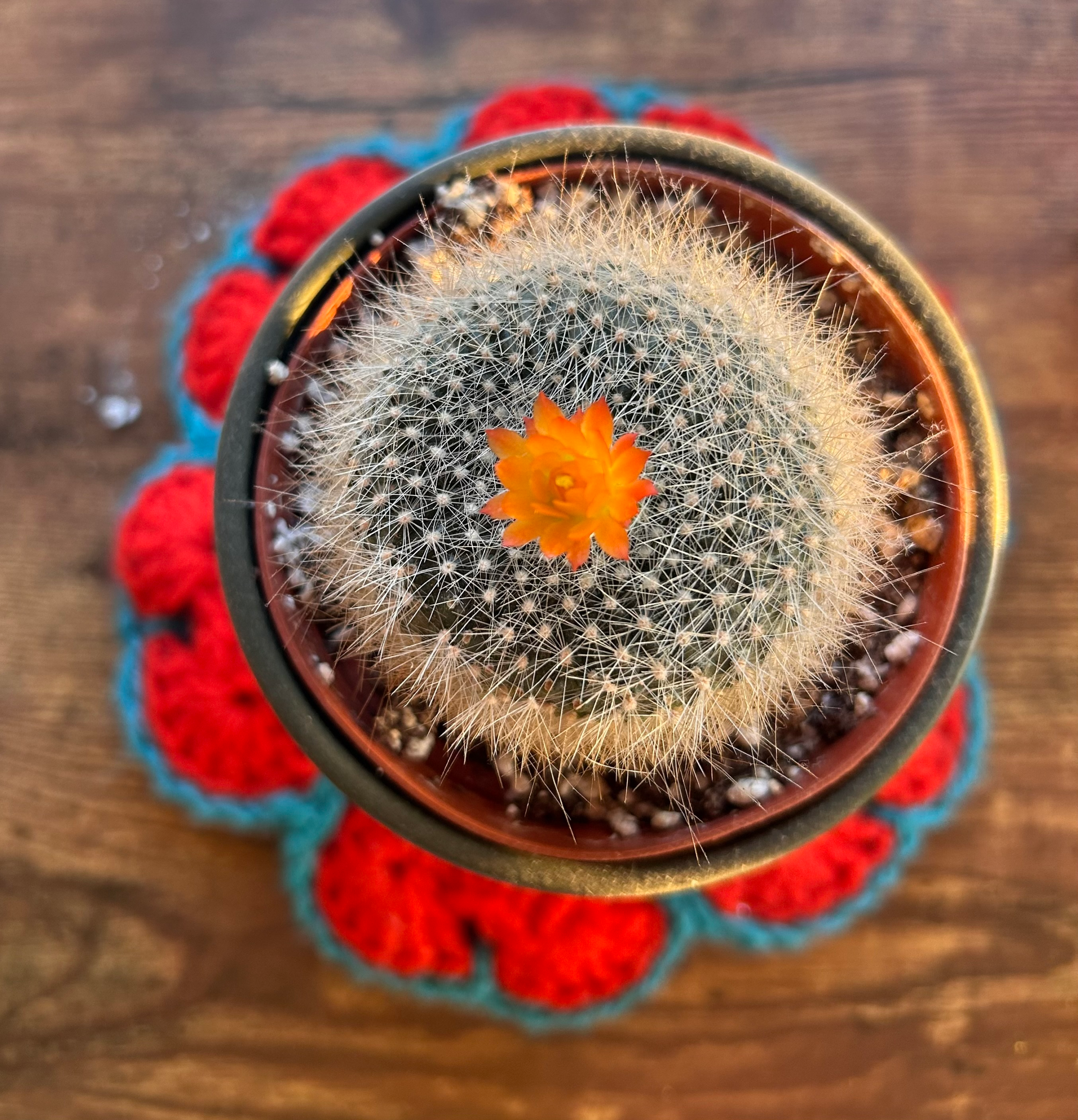 A Flower in the Thorns